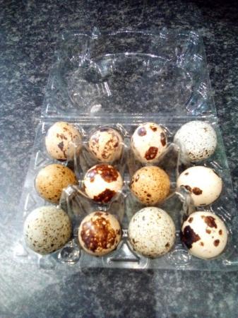 Image 1 of Japanese quail hatching eggs