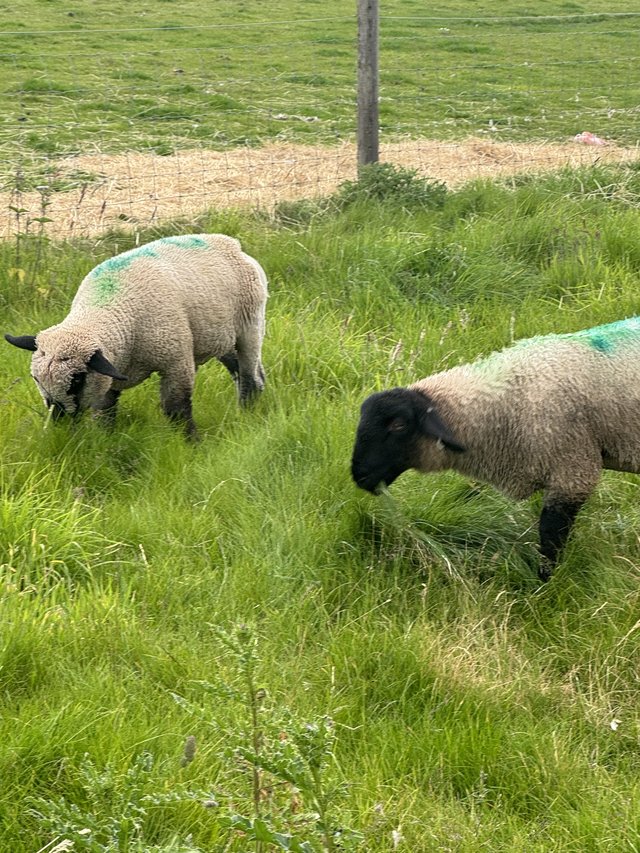 Preview of the first image of Hampshire down wether lambs.