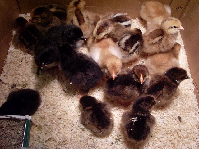 Preview of the first image of ** French Copper Black Maran Chicks For Sale **.