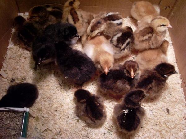Image 1 of ** French Copper Black Maran Chicks For Sale **