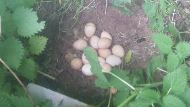 Image 2 of Guinea Fowl Eggs, not birds.