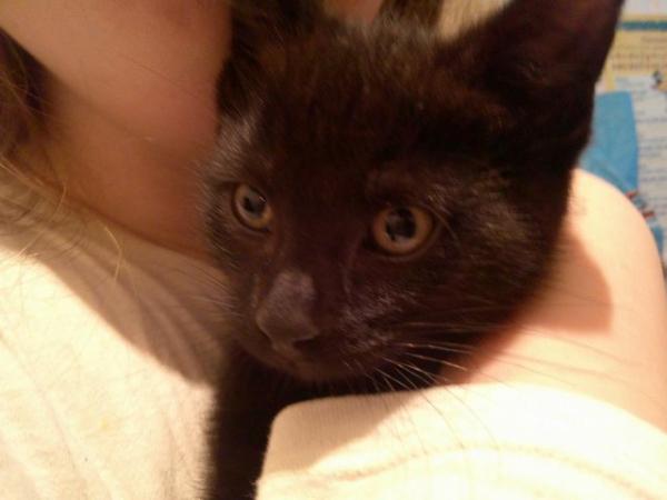 Image 2 of Black with faint tabby markings male kitten