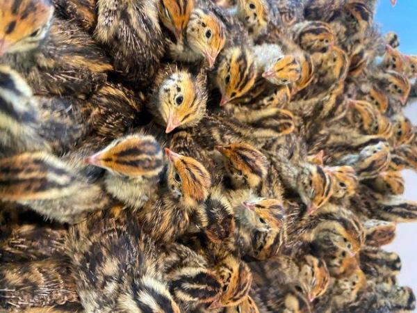 Image 3 of Jumbo Quail Hatching Eggs Now - UK Delivery - In Stock Now