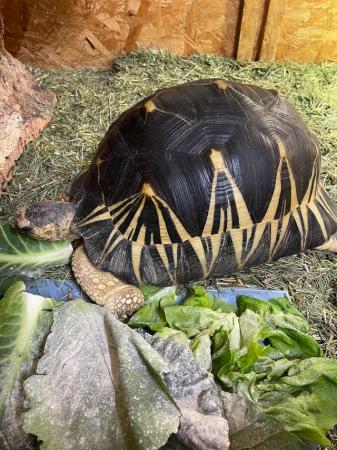 Image 20 of Various baby tortoises at Urban Exotics