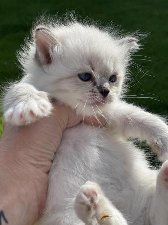 Image 4 of Beautiful sealtabby mitted girl available