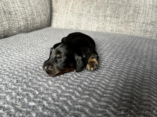 Image 2 of Long Haired Miniature Dachshunds