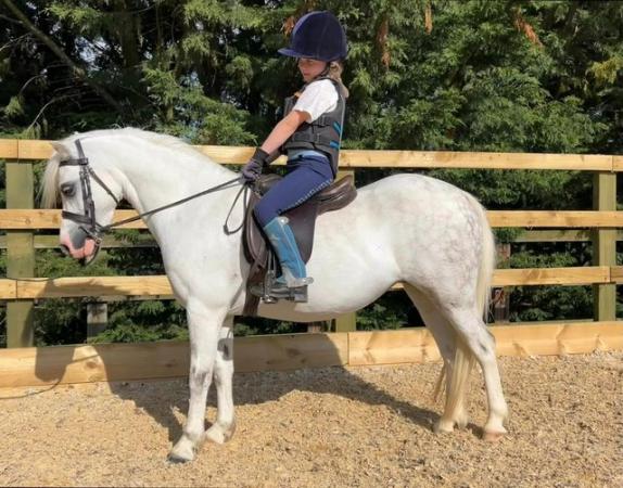 Image 1 of UNICORN PONY FOR SALE - SHE'S GOT IT ALL!11h Section A