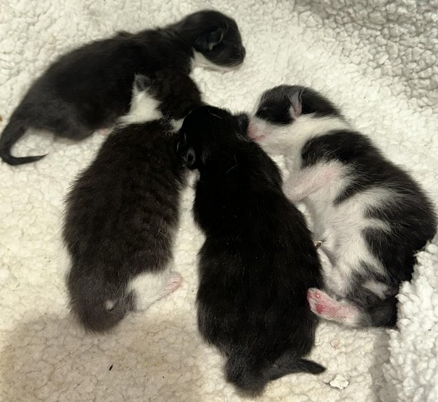 Preview of the first image of 4 week old kittens…black and white will be ready in 7 weeks.