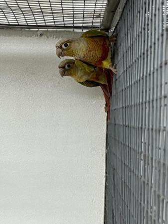 Image 4 of 2024 Pineapple Green Cheek Conures £125 each