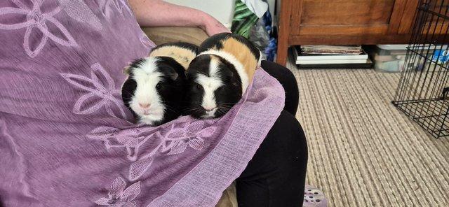 Image 1 of 2 x Male Guinea Pigs (brothers)
