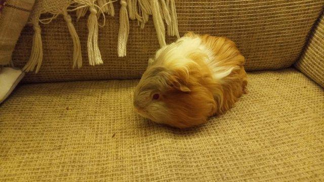 Image 3 of Baby Guinea Pigs, long haired /sheltie.