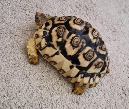 Image 3 of Leopard tortoise FOR SALE