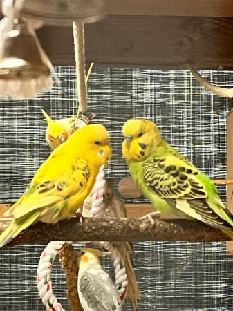 Image 10 of Baby budgies and breeding pairs for sale