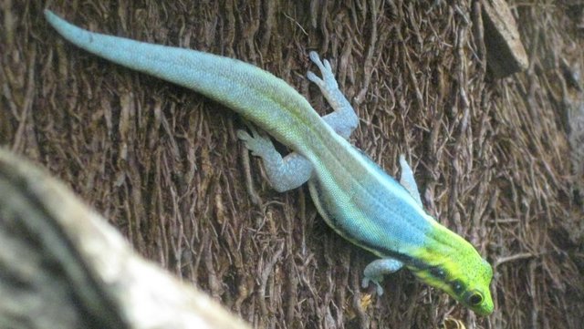 Image 3 of Phelsuma Klemmeri - Neon Day Geckos