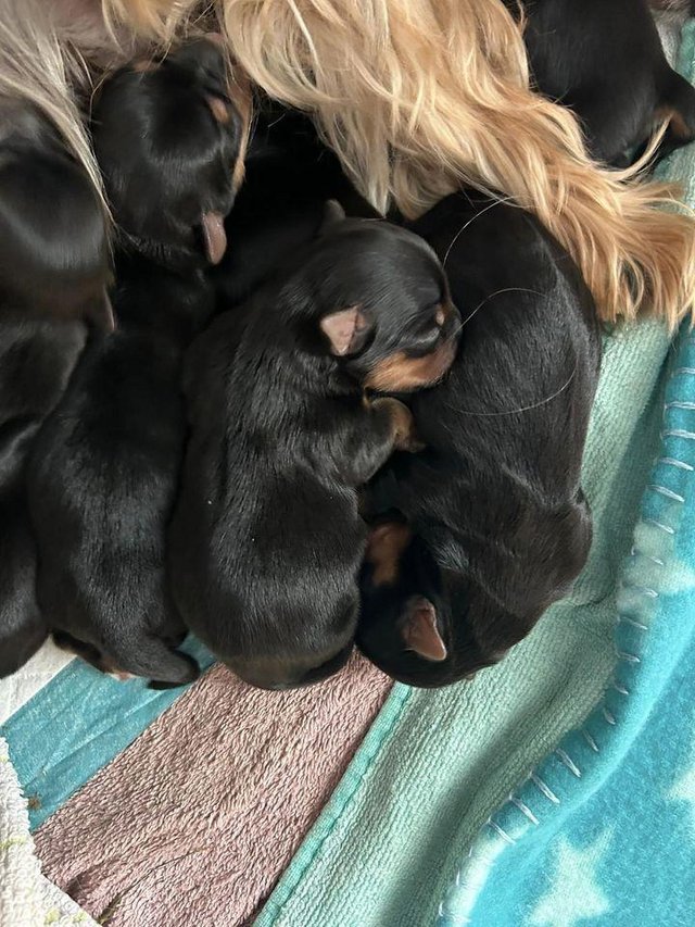 Preview of the first image of Five beautiful Yorkshire Terrier puppies for sale.