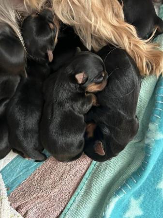 Image 1 of Five beautiful Yorkshire Terrier puppies for sale