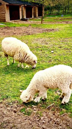 Image 6 of Texel, Southdown, Valais sheep for sale - Robertsbridge