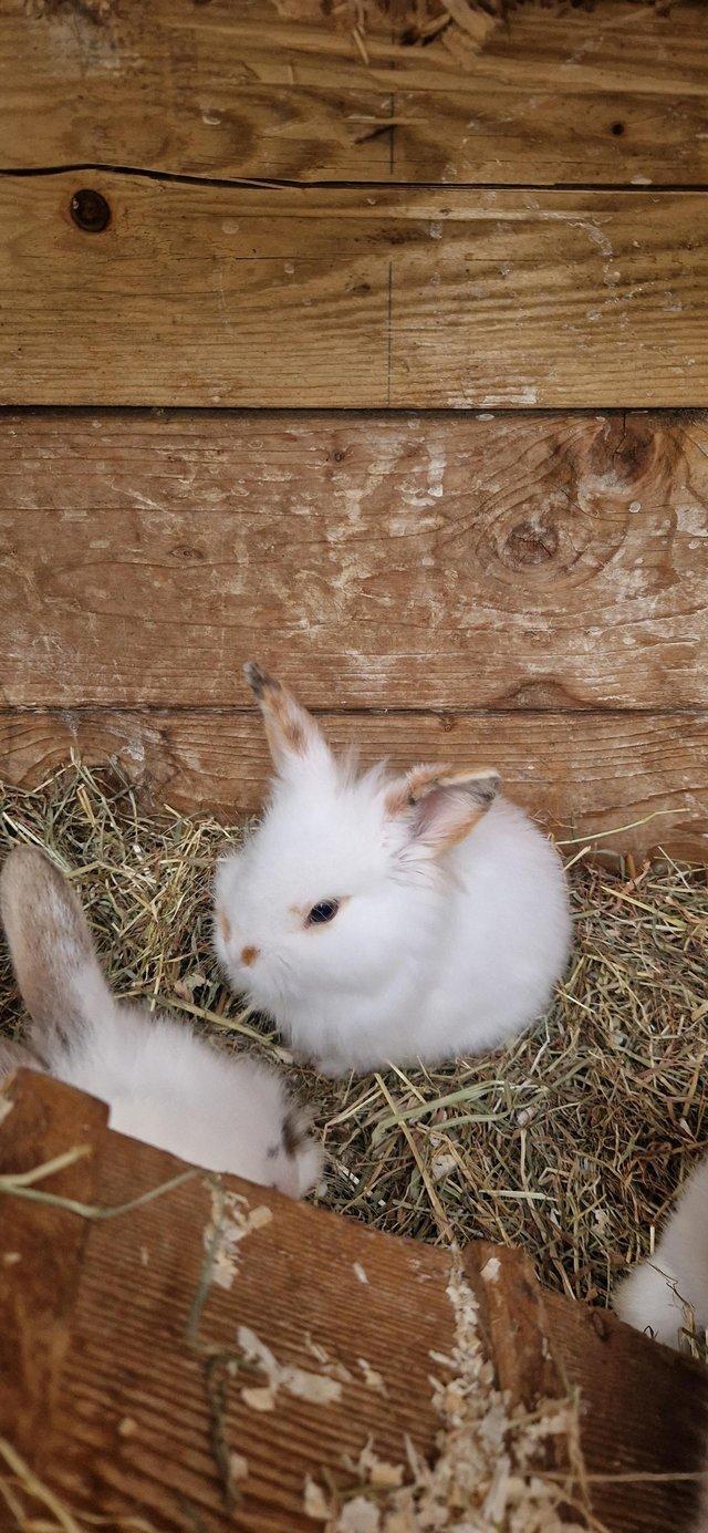 Preview of the first image of Babys rabbits 8 weeks old.