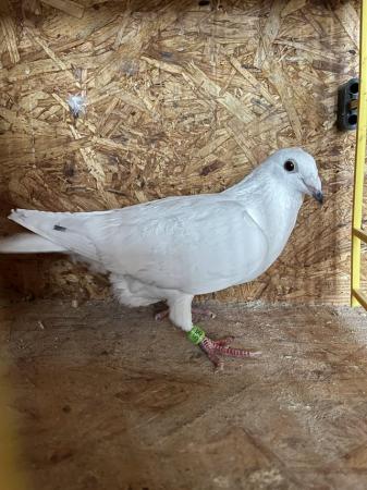 Image 7 of White pigeons females…………………..