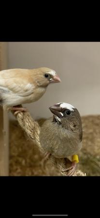 Image 4 of Bengalese finches birds