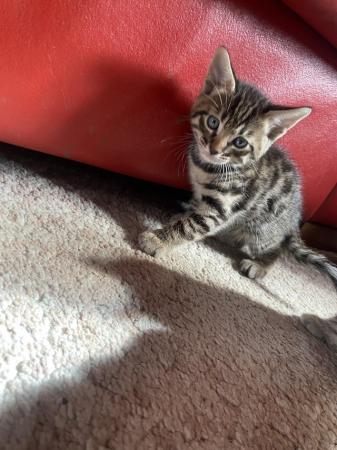 Image 5 of Bengal x savanna kittens for sale