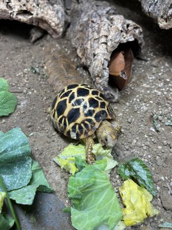 Image 6 of Burmese Star Tortoise At Urban Exotics