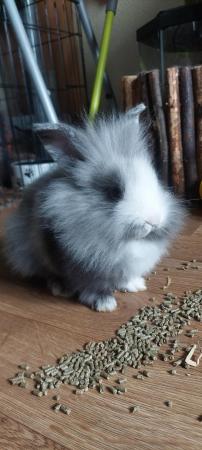 Image 4 of Beautiful magpie black and white lionhead rabbit!