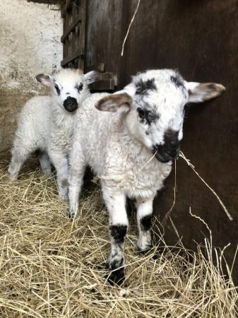 Image 1 of Valais blacknose cross lambs, wethers