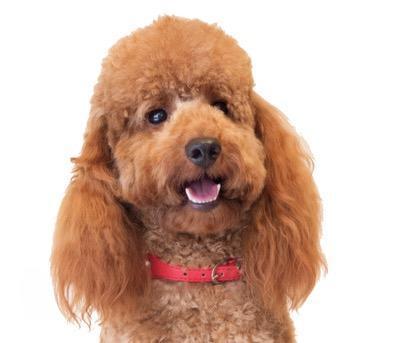 Preview of the first image of Stunning Red Mini Poodle Stud, Multiple DNA + Health Tested..