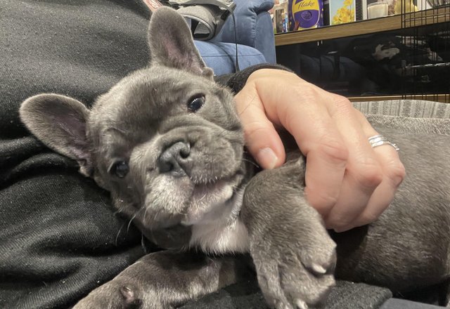 Image 32 of ***ALL SOLD*** - Stunning blue French bulldogs KC registered