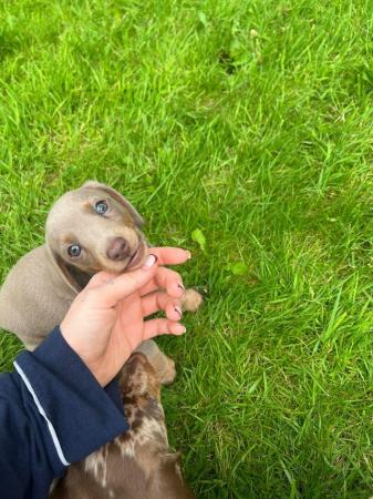 Image 10 of Quality bred Miniature Dachshunds 2 boys 1 girl for sale