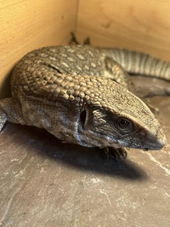 Image 5 of Bosc monitor for sale with full setup