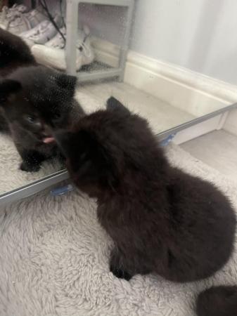 Image 1 of Beautiful fluffy kittens - sorry all reserved now