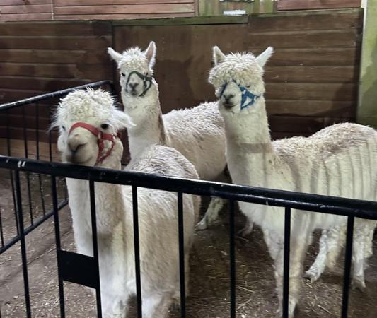 Image 1 of *Prices reduced* Male alpacas looking for new homes!