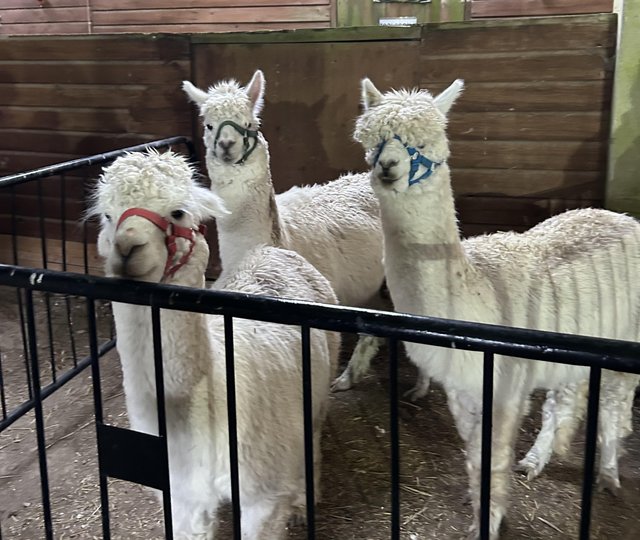 Preview of the first image of *Prices reduced* Male alpacas looking for new homes!.