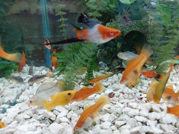 Image 4 of Swordtails fish, Adult size male and females