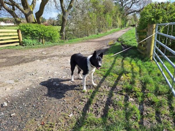 Image 1 of One year old, micro-chipped, border collie, Male
