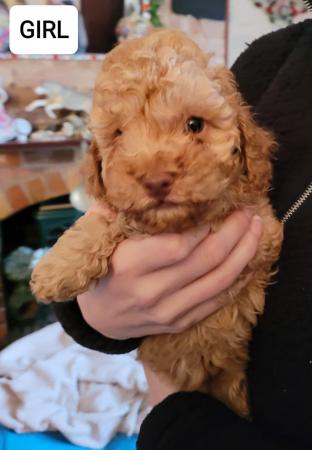Image 1 of KC Miniature poodle pups looking for forever homes