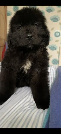 Image 4 of Newfoundland Puppies for sale