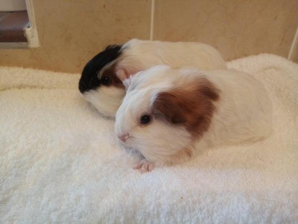 Image 4 of Guinea Pigs... Sow. Ready now
