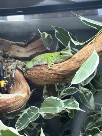 Image 2 of Baby Giant Day Gecko- 2024