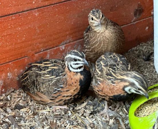Image 1 of 12 x Fertile African Harlequin Quail Eggs for Hatching