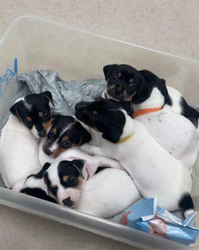 Preview of the first image of Jack Russell puppies ready to go in 3 weeks.