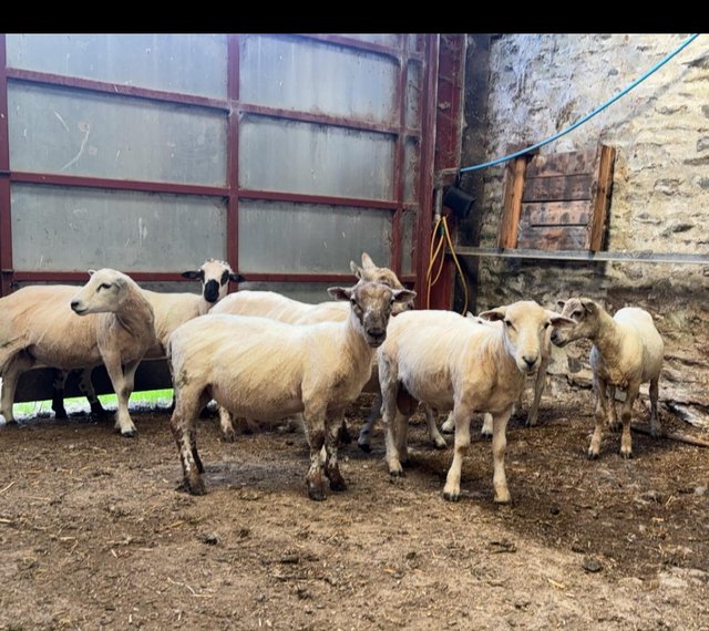 Preview of the first image of 9 ram lambs / store lambs.