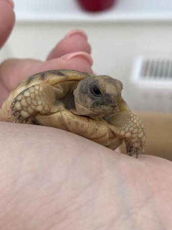 Image 4 of Marginated tortoise 2024 hatchlings for sale