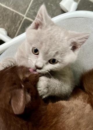 Image 10 of Last Lilac BSH boy ready for a loving home.