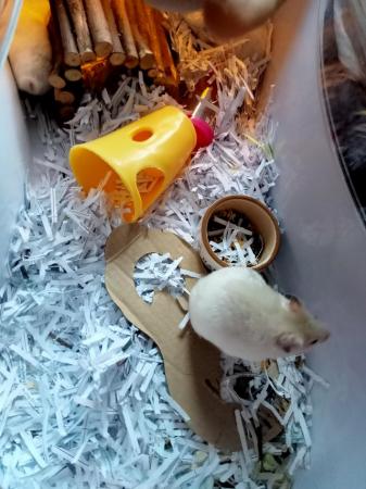 Image 4 of 3 baby hamster looking for there new home