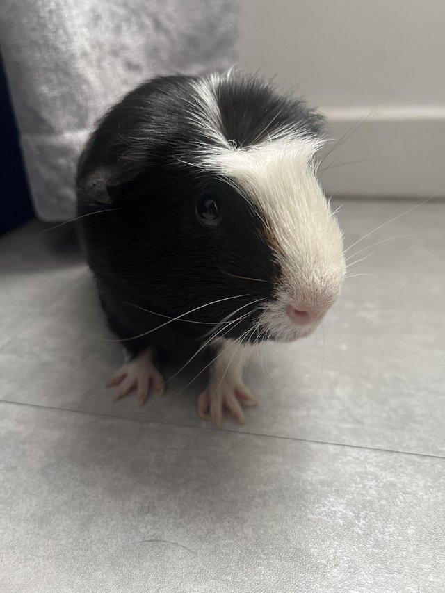 Preview of the first image of Meet ace. He’s a 4 month old guinea pig..