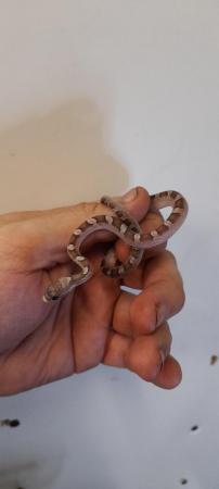 Image 5 of Cb23 Hypo pewter & granite pied corn snakes