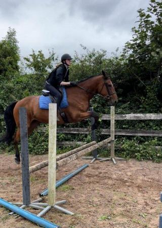 Image 1 of Looking for horse to loan/share 1/2 days a week, in London